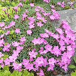 Dianthus haematocalyx - Pink