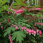 Dicentra spectabilis - Bleeding Heart, Dicentra - 2nd Image
