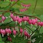 Dicentra spectabilis - Bleeding Heart, Dicentra