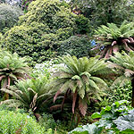 Dickinsonia antarctica - Tree Fern - 2nd Image