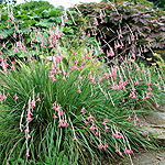 Dierama igneum - Angels Fishing Rod