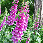 Digitalis purpurea - 2nd Image