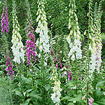 Digitalis purpurea