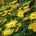 Doronicum orientale - Leopards Bane