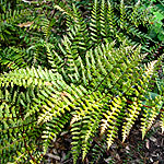 Dryopteris erythrosora - Prolifica - Copper Shield fern, Dryopteris