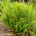 Dryopteris filix-mas - Male fern