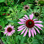 Echinacea purpurea - Magnus - Echinacea