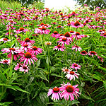 Echinacea purpurea - Magnus - Echinacea - 3rd Image