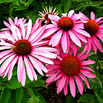 Echinacea purpurea - Magnus - Echinacea - 2nd Image