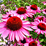 Echinacea purpurea - De Donkeute Steel - Echinacea