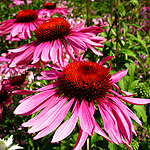 Echinacea purpurea - Rubinglow - Echinacea,  Cone Flower