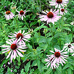 Echinacea purpurea - Rubinstern - Cone Flower