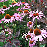 Echinacea purpurea - Ruby Giant - Echinacea, Cone Flower