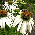 Echinacea purpurea - White Swan - Echinacea,  Cone Flower