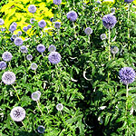 Echinops bannaticus - Taplow Blue - Echinops, Globe Thistle