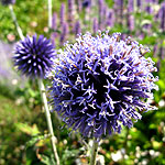 Echinops ritro - Veitchs Blue - Globe Thistle, Echinops