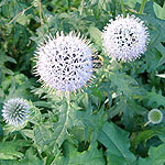 Echinops bannaticus - Taplow Blue - Echinops, Globe Thistle - 2nd Image