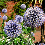 Echinops setifer - Echinops