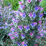 Echium albicans - echium