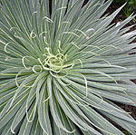 Echium wildpretii - Echium