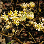 Edgeworthia chrysantha