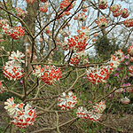 Edgeworthia chrysantha - Red Dragon