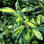 Elaeagnus X ebbingei - Limelight - Elaeagnus