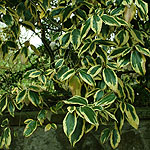 Elaeagnus ebbingei - Gilt Edge - Oleaster - 2nd Image