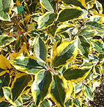 Elaeagnus ebbingei - Gilt Edge - Oleaster