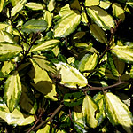 Elaeagnus pungens - Maculata - Elaeagnus - 2nd Image