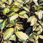 Elaeagnus pungens - Maculata - Elaeagnus