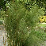 Elegia capensis - Horsetail restio