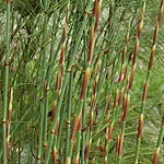 Elegia capensis - Horsetail restio - 2nd Image