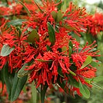 Embothrium lanceolatum - Norquinco - Chilean Fire Bush