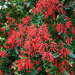 Embothrium lanceolatum - Norquinco - Chilean Fire Bush - 2nd Image