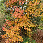 Enkianthus campanulatus - Alboflorus - 2nd Image