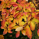 Enkianthus campanulatus - Alboflorus