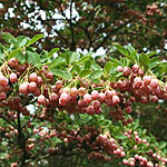 Enkianthus campanulatus - 3rd Image