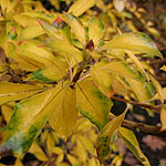 Enkianthus deflexus