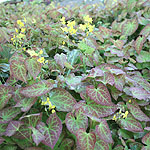 Epimedium frohnleiten