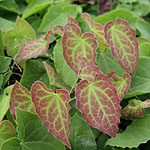 Epimedium rubrum - Bishops Hat - 2nd Image