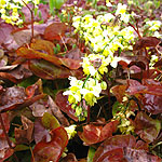 Epimedium X versicolor  - Sulphureum