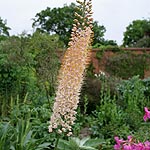 Eremurus robustus - Foctail Lily, Eremurus - 2nd Image