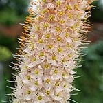 Eremurus robustus - Foctail Lily, Eremurus