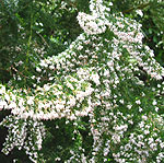 Erica arborea - Alpina - Tree Heather