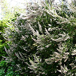 Erica arborea - Alpina - Tree Heather - 2nd Image
