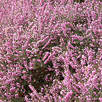 Erica x darleyensis - Arthur Johnson - Heather