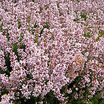 Erica cinerea - Hookstone Lavender