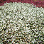 Erica carnea - Springwood White - Heather