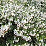 Erica carnea - Springwood White - Heather - 2nd Image